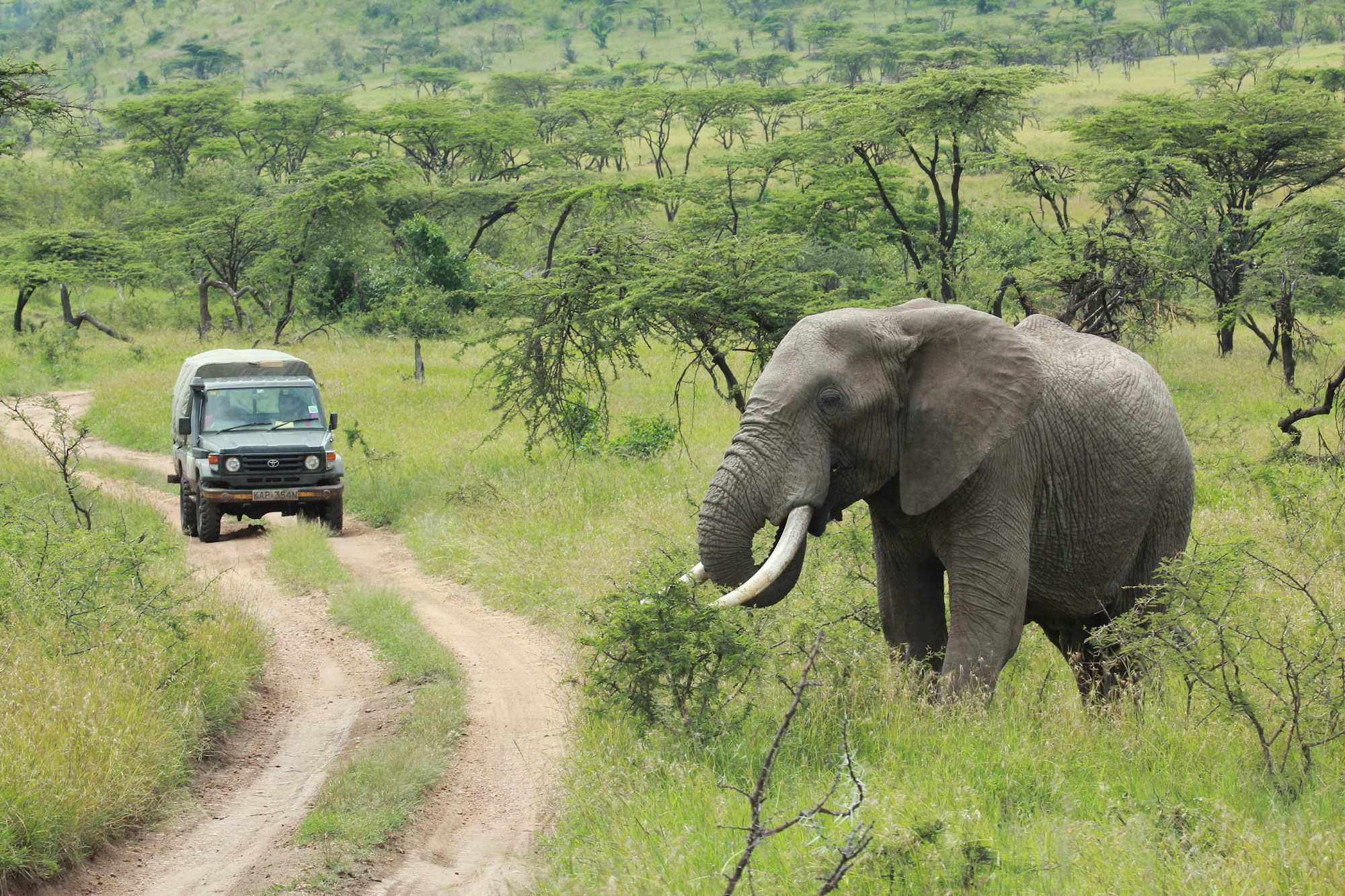 Elephant crossing a road in Kruger National Park as a safari vehicle waits
